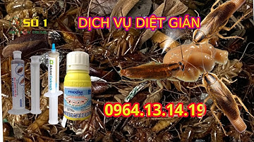DỊCH VỤ DIỆT GIÁN |  CÁCH DIỆT GIÁN TẠI NHÀ | DỊCH VỤ DIỆT GIÁN ĐỨC