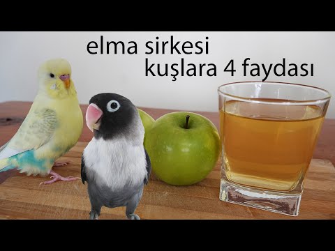 Video: Evcil Hayvanlarda Elma Sirkesi Olabilir Mi?