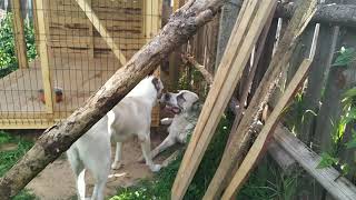 видео: Продолжение знакомства алабаев Эскера и Айлы картинка: Продолжение знакомства алабаев Эскера и Айлы