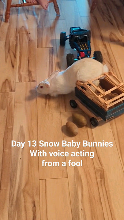 Day 13 Snow Baby Bunnies with voice acting and mistakes