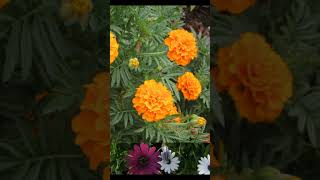 The Flowers that Bloom in Spring instr #shorts #music #oldmusic #publicdomainmusic
