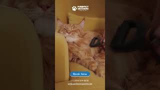 Pdaner Your Pets With Purrfect Grooming Mobile Pet Spa dogs grooming shorts doglover funnydog