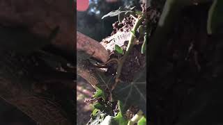 Rock on a tree #36(with calming music) #nature #calmingmusic #rock #tree