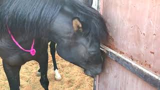 ذكاء الخيل ! شوف كيف تفك الباب ؟! سبحان الخالق  - See how the horse open the door