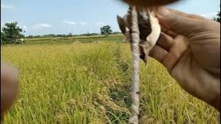 Mikat Burung Cici Padi Merah(Salome) dapatnya sogon dan Cici Padi Putih