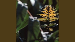 Antara cinta dan benci