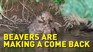 Beavers at work: only humans and elephants have a greater impact on life around them