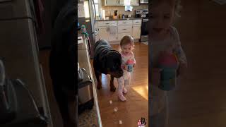 120 Pounds Of Dog. Hiding From Ice. Behind A Two-Year-Old. 😂 #dog #puppy #pets #funny #baby
