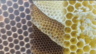 Ki ngap ki Shu iap bad phet krat  Bee 🐝