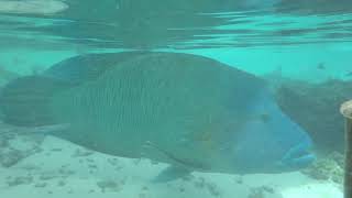 Napoléon Et Requins, Fakarava Sud