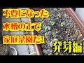 【家庭菜園】水槽の土を使ってパクチーとバジルを栽培してみる!発芽編