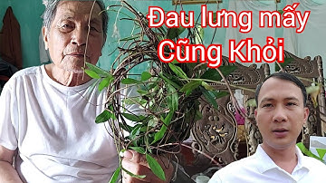 Cụ ông truyền lại cây thuốc chữa bệnh đau lưng, đau  thần kinh tọa. Tiến Quân