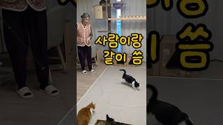 고양이 키우는데 쇼파 멀쩡한 집의 비밀