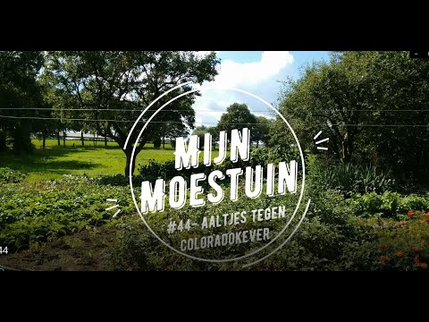 Video: Hoe De Tuin Van De Coloradokever Te Ontdoen