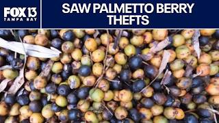 Florida saw palmetto berry thefts Crackdown on illegal harvesting