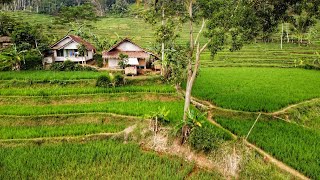 Wah.. Seenak Ini, Suasana Damai Di Desa, Tentram Hidup Di Kampung Indah, Suasana Pedesaan Jawa Barat