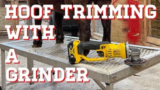 Hoof Trimming Goats With A Angle Grinder Part 3 of 3 Part Series(Boer Goats)( goat farming)