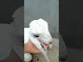 banto❤️😍#goat #viralvideo #ytshorts #babygoats #cuteanimals
