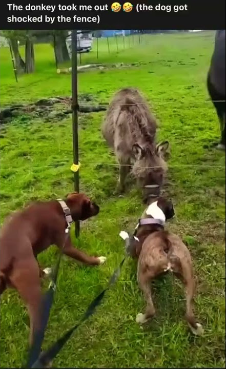 Donkey laughs at Dog(Jackass)