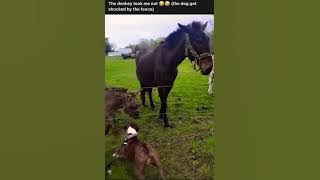 Donkey laughs at Dog(Jackass)