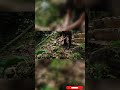 Beauity ful jungle sounds #lifehack #sound  #simpleliving #dailylife #lifehacks #trend #viralvideo