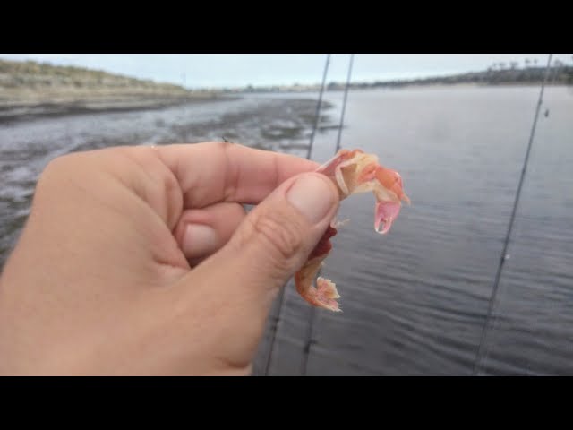 Went and got some great bait this morning! Ghost Shrimp! : r