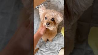 どうしても片耳が上がっちゃう虎太郎(No Matter What, One Ear Pops Up)  #トイプードル #犬のいる生活 #dog