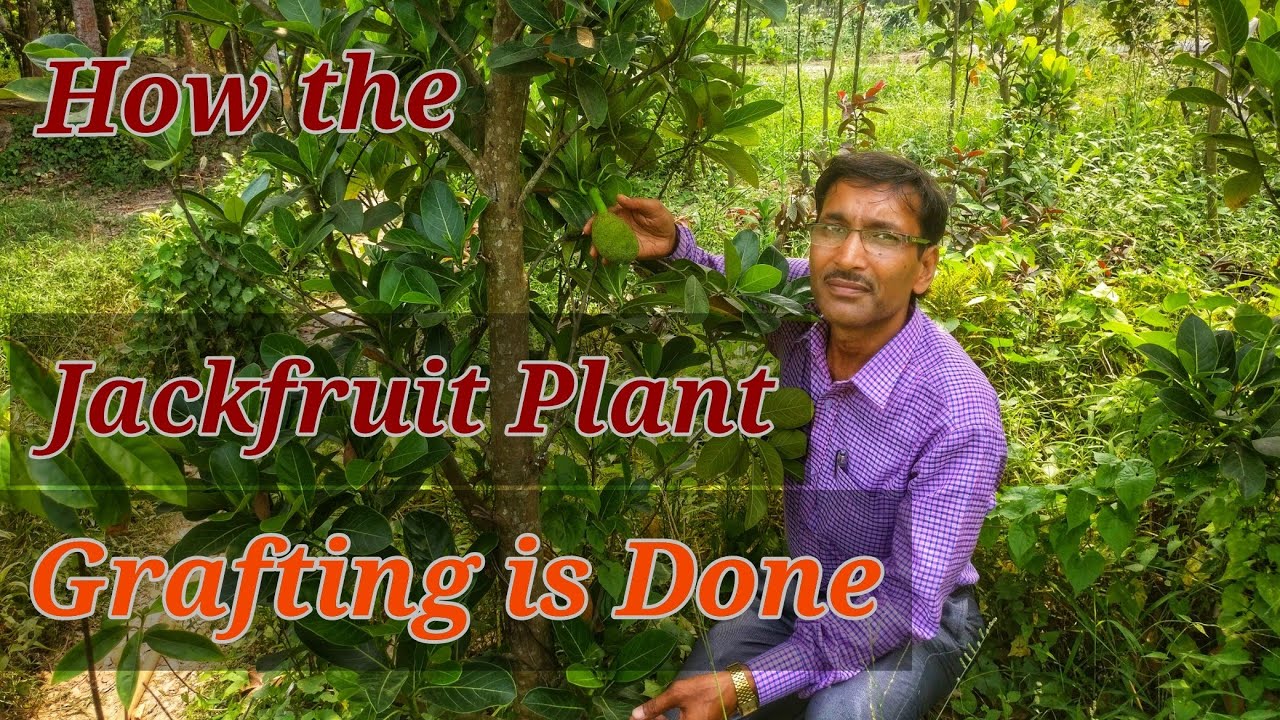HOW TO GRAFT  A  JACKFRUIT TREE IN THE BEST WAY