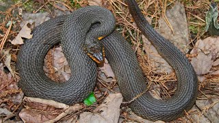 Releasing Red Bellied Water Snake