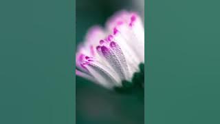 #Ringtone# Dance Monkey 🐒