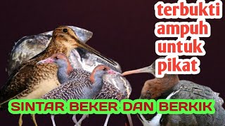 Sintar Beker Dan Berkik Suara Burung Terbukti Ampuh Untuk Pikat