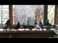 Golubovi Novi Pazar Slado (arapi-udaraci) (pigeons)