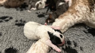 Three day old Bernedoodle puppies by Regency Doodles 1,339 views 4 months ago 1 minute, 24 seconds
