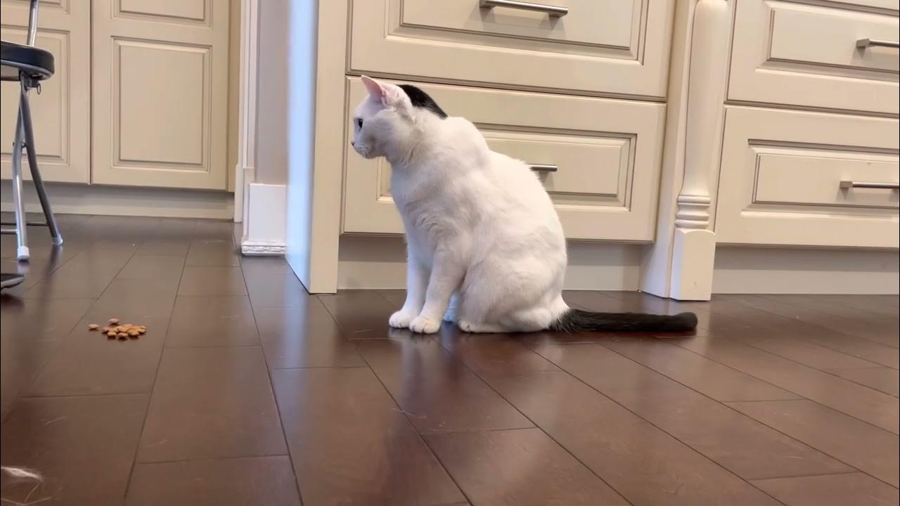 Miao the cat acting like a dog YouTube