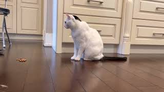 Miao the cat acting like a dog