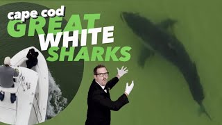 Sharks at Cape Cod! - DJI Mini 2