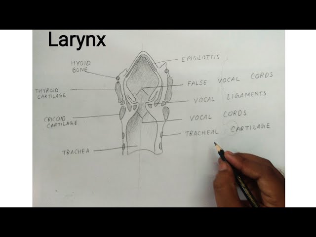 Larynx sketch by cutebutpsycoartist on DeviantArt