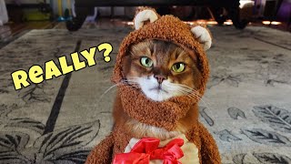 Cat Tries On Hilarious Teddy Bear Costume!🧸😹