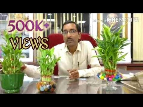 كيفية رعاية نبات الخيزران باللغة الهندية