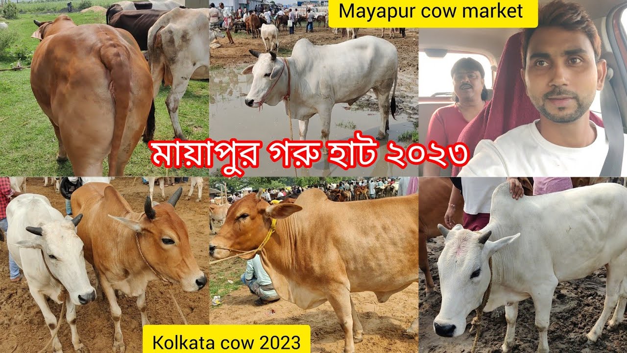 মায়াপুর গরু হাট হুগলি ২০২৩ 🔥 Mayapur cow market tour 2023 Hooghly 🔥#kolkata #cows #2023 #bakraeid