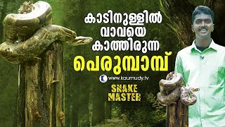 OMG!  Amazingly big Python awaits Vava Suresh in the forest | Snakemaster | Latest Episode