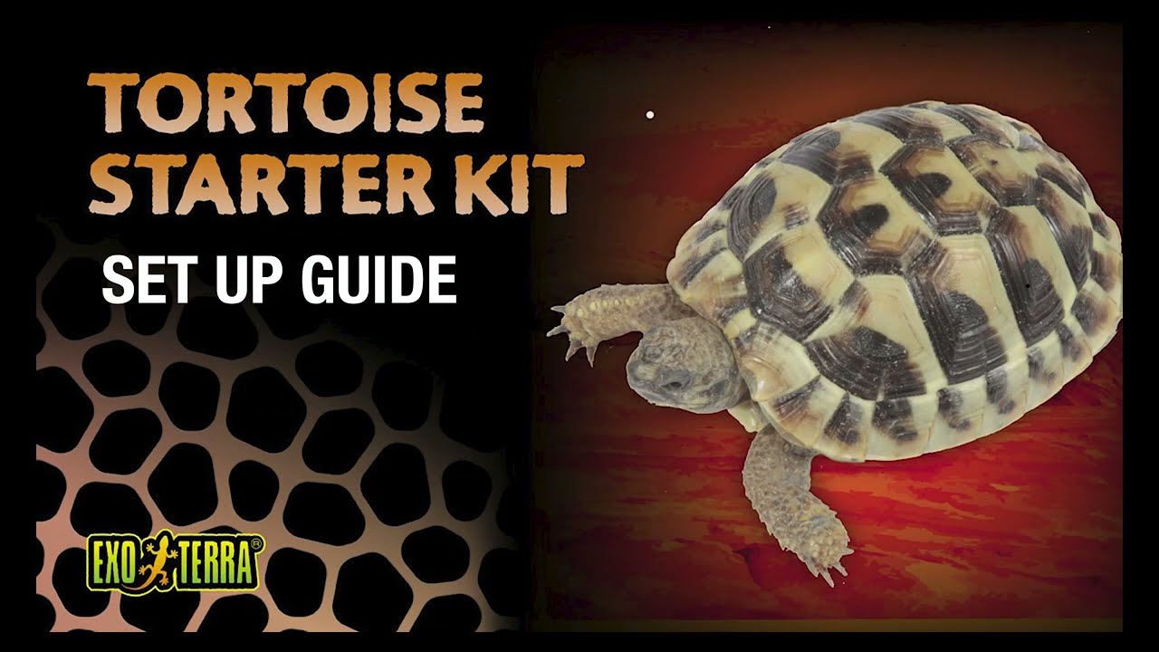 Tortoise Shell Kit Tortoise Accessory Kit
