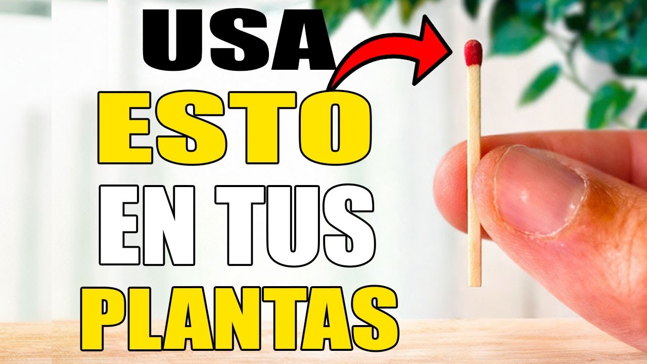 Estos 10 Trucos para PLANTAS de Interior que Todos Deberían Conocer