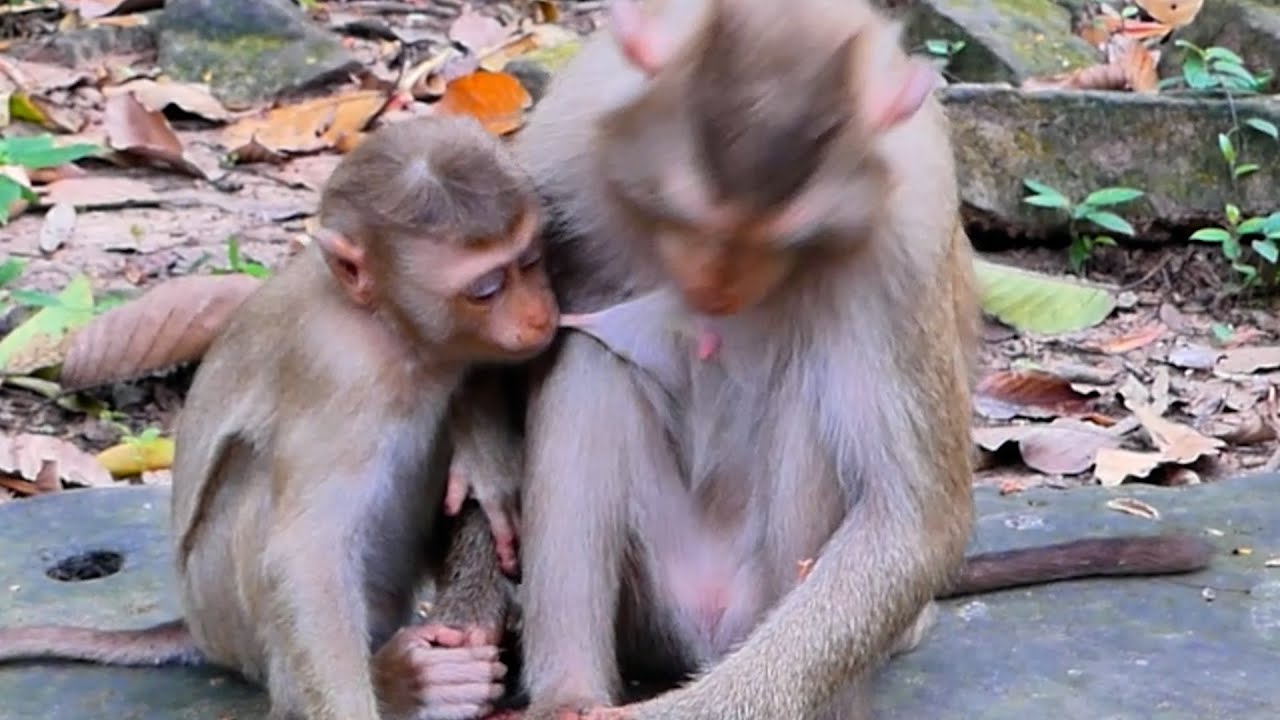 do you Believe that Kid Lexi still ask milk from Loy ! 