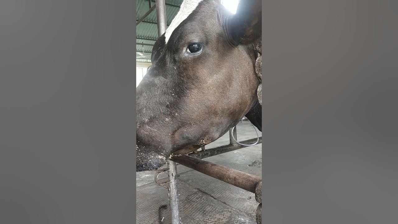 Lumpy jaw in cow - youtube