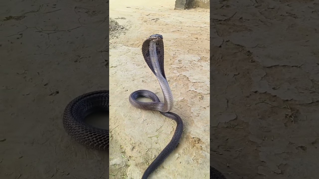 #naaginjaisikamarhila #animal #naagmani #reptile #nature #snake #viral #cobra #reptiles