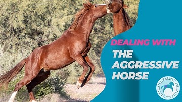 Dealing with the Aggressive & Dominant Horse