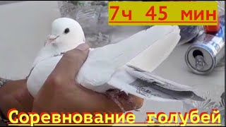 Соревнование голубей в Баку!