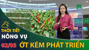 Thời tiết nông vụ 02/03/202: Mưa nhiều, cây ớt kém phát triển | VTC14