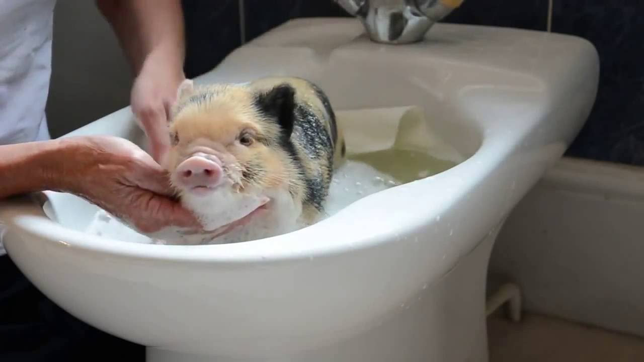 baby pig in bath